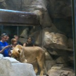 Löwen im MGM Grand 2