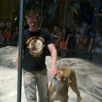 Löwen im MGM Grand 1