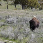 Bison beim Frühstück