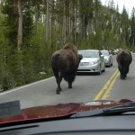 Bison on Road
