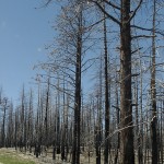 Waldbrandschäden im Bryce Nationalpark