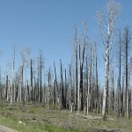 Waldbrandgefahr- heute moderat