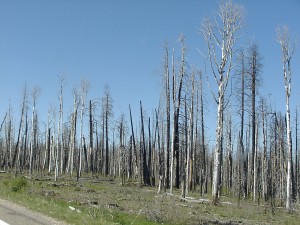 Waldbrandgefahr- heute moderat