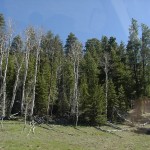 der Wald am Grand Canyon