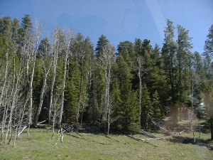 der Wald am Grand Canyon