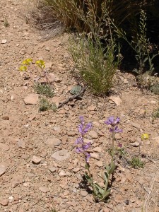 Blumen in der Wüste