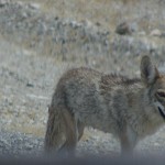 Präriefuchs 2
