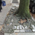 Baum und Gestein vereint