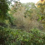 Central Park - Renaturierung