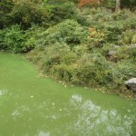 Central Park - Schildkröten im grünen Teich