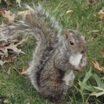 Central Park - altes Eichhörnchen
