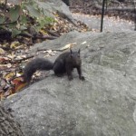 Central Park - ganz viele Eichhörnchen und so :-)