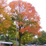 Indian Summer in Pittsburgh