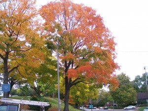 Indian Summer in Pittsburgh