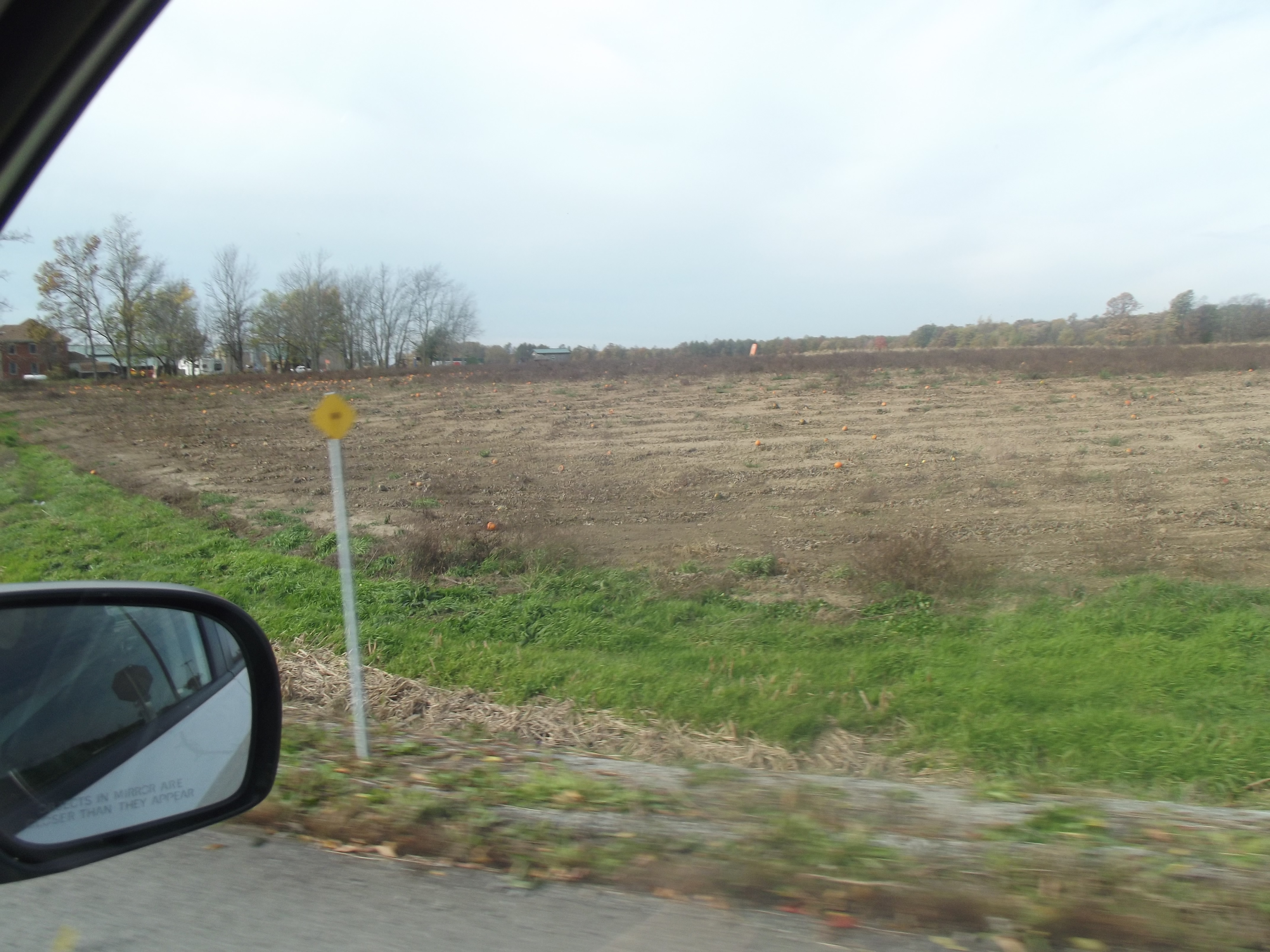 Kürbisse...ist ja bald Halloween