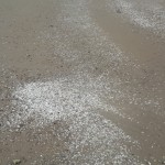 Noch Muschelschalen, bald feiner Sand