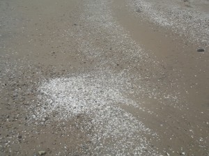 Noch Muschelschalen, bald feiner Sand