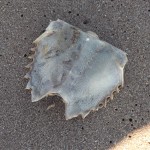 Staten Island - Strandgut, Pfeilschwanzkrebs Staten Island - Strandgut, Pfeilschwanzkrebs