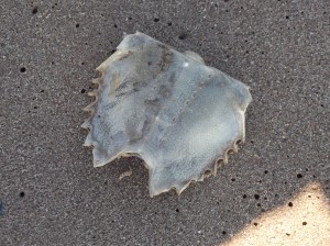 Staten Island - Strandgut, Pfeilschwanzkrebs