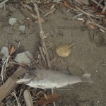 Strandgut