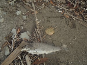 Strandgut