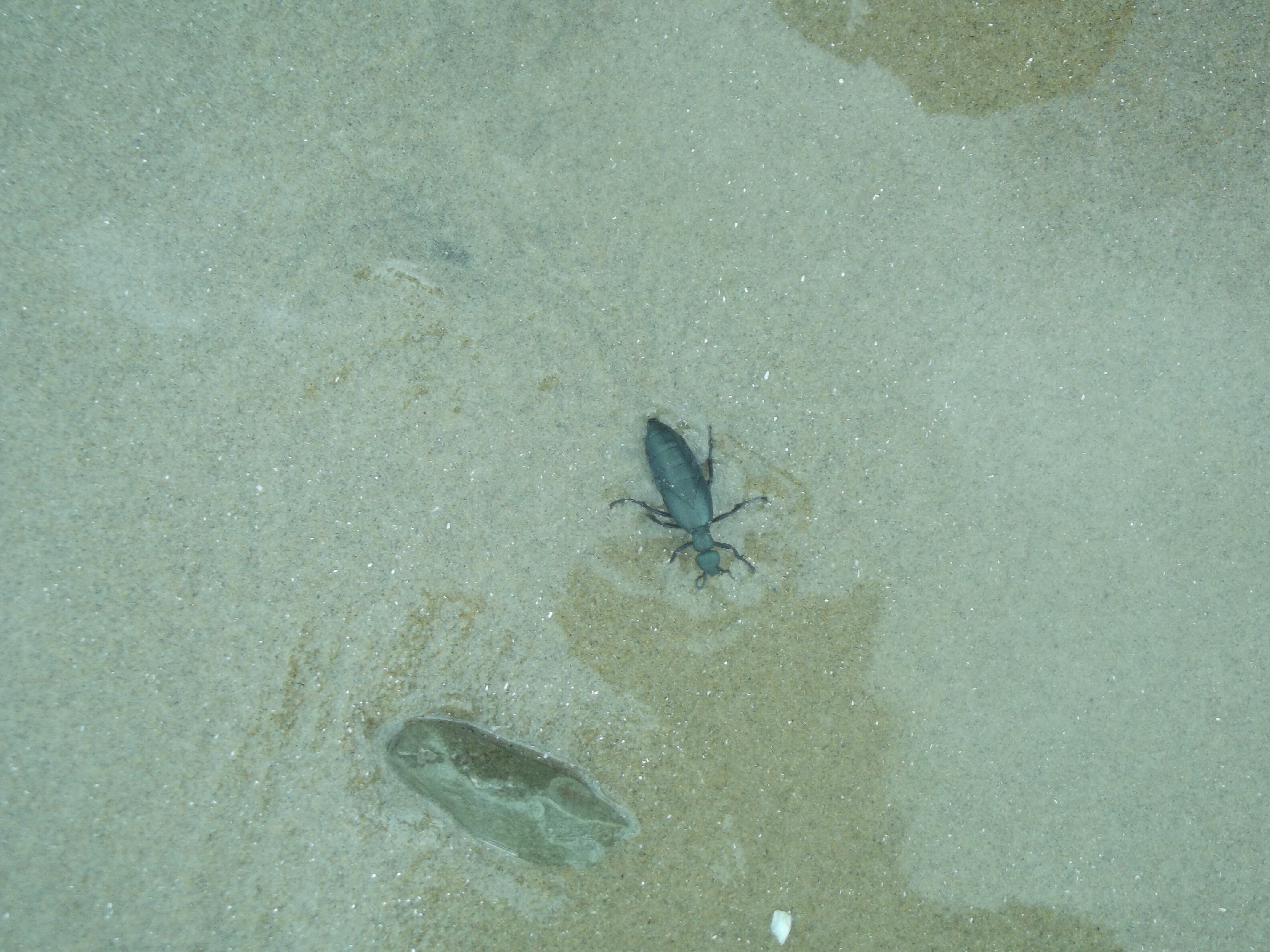 SuizidKäfer auf dem Weg ins Wasser