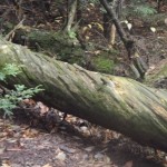 Twisted Wood? Twisted Wood?