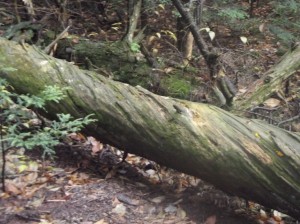 Twisted Wood?