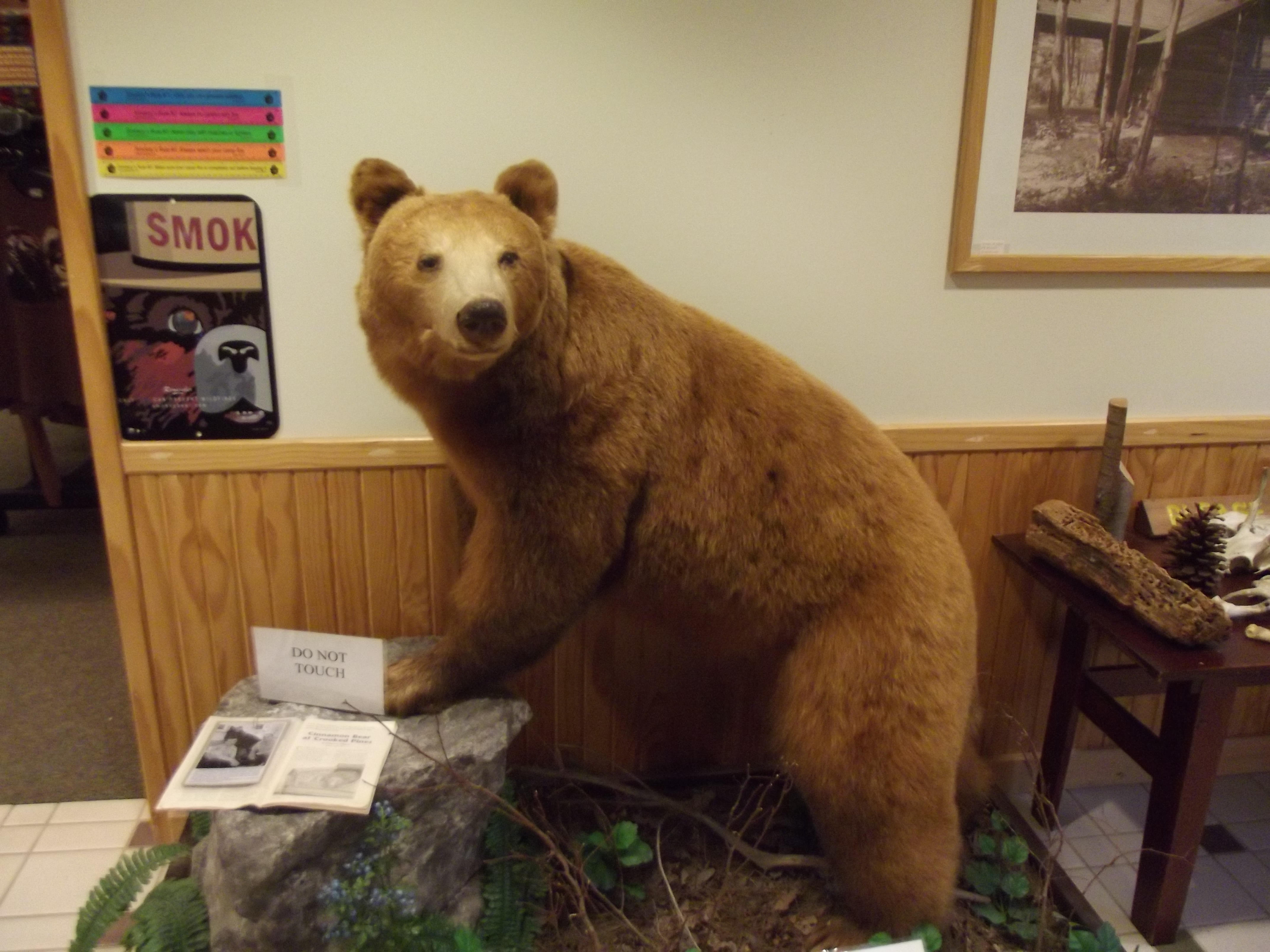 Worlds End - Bär, leider ausgestopft Worlds End - Bär, leider ausgestopft