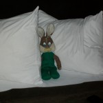 Weltenbummler Hasi