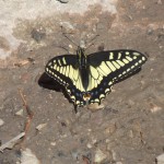 DSCF2057