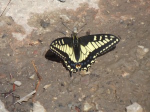 DSCF2057