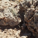 DSCF2159