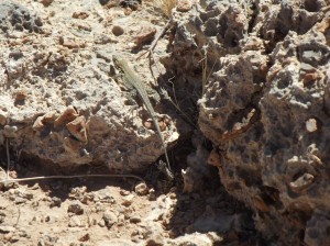 DSCF2159