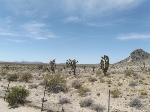 DSCF2320