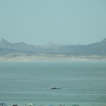 DSCF2515