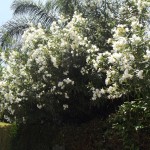 DSCF2712 DSCF2712