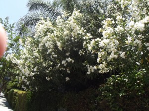 DSCF2712