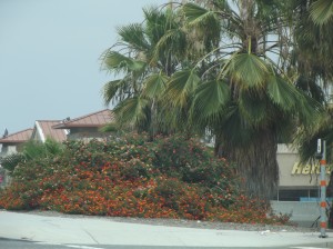 DSCF2789