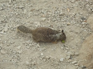 DSCF2814
