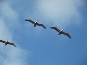 DSCF3223