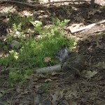 DSCF3761