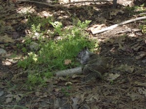 DSCF3761