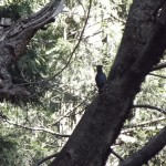 DSCF3787
