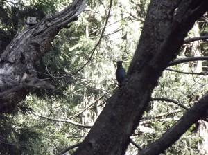 DSCF3787