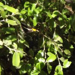 DSCF3790